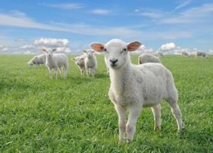 Poppy George's Farm Advice: Opening Burlap Sacks, Organic Garden Pest Control and More Image